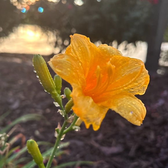 Meet your Posher, Abby - Picture 3 of 12